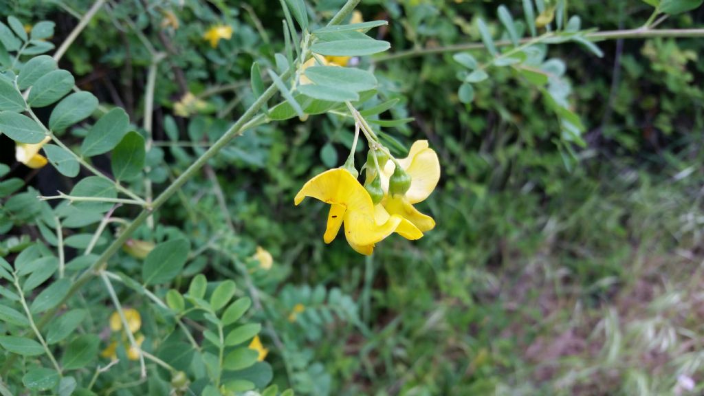 Colutea arborescens  (Fabaceae)
